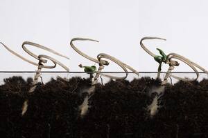 Las semillas que se autoinsertan en la tierra, una creación de la universidad Carnegie-Mellon para proyectos de reforestación masiva