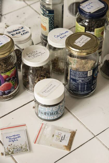 Las semillas se conservan en la heladera o en un lugar seco y oscuro, luego de un proceso de secado