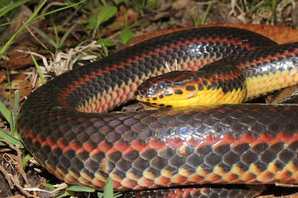 Las serpientes arcoíris no son peligrosas para las personas ni las mascotas