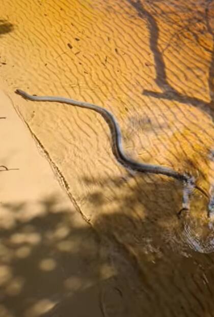 Las serpientes arcoíris pueden llegar a medir hasta 1,6 metros si son hembras