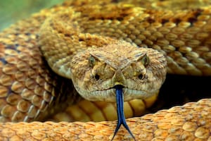 En California: qué hacer y a quién llamar si aparece una serpiente de cascabel en el jardín