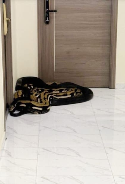 Las serpientes de gran dimensión sirvieron para amedrentar a los vecinos molestos