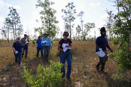 Las serpientes índigo orientales son un depredador de alto nivel, necesario para el ecosistema