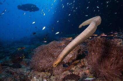 Las serpientes marinas olivas pueden medir hasta dos metros de longitud
