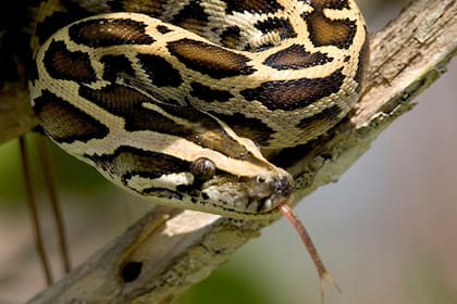 Las serpientes pitones son una gran amenaza para los habitantes de Tailandia