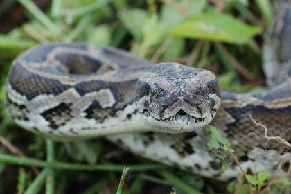 Las serpientes pitones son una gran amenaza para la fauna nativa de Florida