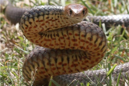 Las serpientes pueden detectar el olor de potenciales presas como roedores, aves, anfibios y otros pequeños animales