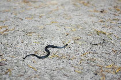 Las serpientes ratoneras son pequeñas y no son mortales para los humanos (foto ilustrativa)