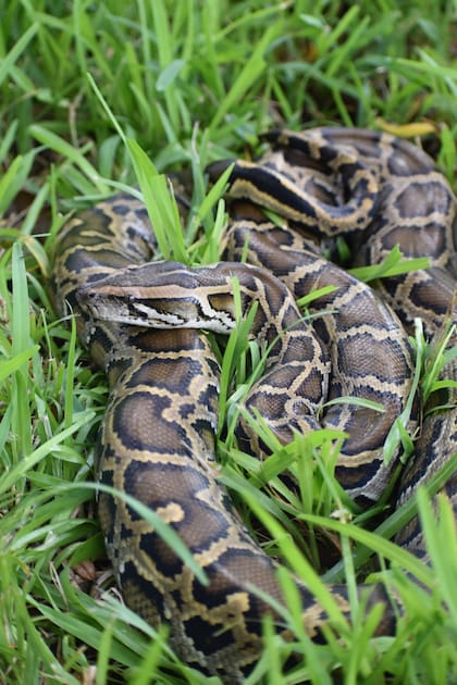 Las serpientes son atraídas por conejos vivos en corrales, con un promedio de una captura semanal