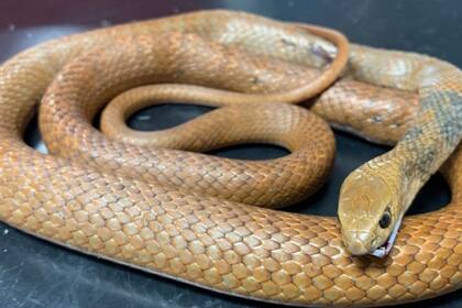 Las serpientes son de los reptiles más comunes en varias zonas, y hay algunas especies que fueron consideradas como muy peligrosas