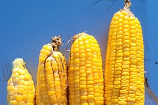 Cultivos: esto es lo que quedó tras la sequía en el sudeste bonaerense