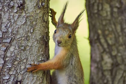 El desafío de mantener alejadas a estas criaturas puede parecer difícil, pero hay plantas que, debido a su fuerte olor o textura, no les resultan atractivas