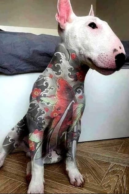 Las sociedades protectoras de animales desaconsejan tatuar a los animales por motivos estéticos, ya que lo consideran innecesario y que tiene que ver con el "placer egoísta" de sus dueños