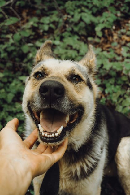 Las soluciones para combatir la halitosis en los perros