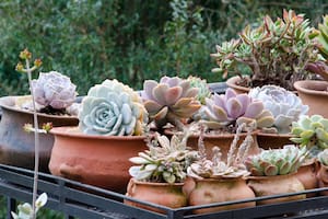 Cómo cultivar cactus y suculentas