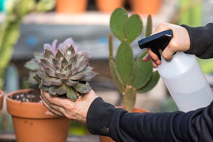 Las suculentas almacenan agua en sus hojas, tallos o raíces, lo que les permite sobrevivir en condiciones adversas