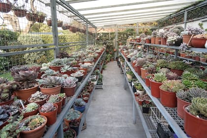 Las suculentas necesitan mucha circulación de aire, por eso se pensó en este vivero que es abierto y enrejado para proteger las plantas de los pájaros.