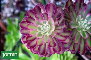 ¿Por qué tus suculentas pueden enfermarse y morir en semanas?