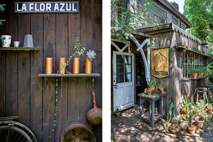 Las suculentas y los cactus no podían faltar entre las plantas de Paquita.