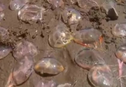 Las tapiocas invadieron la Costa Atlántica