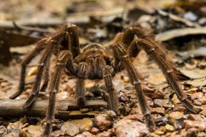 Las tarántulas suelen avistarse entre el atardecer y el amanecer