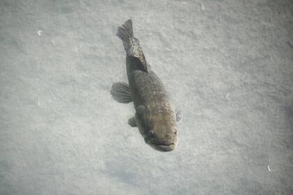 Las tarariras pueden llegar a los 15 kilos