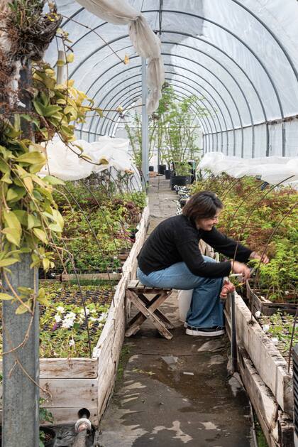 Las tareas empiezan a partir de la siembra de las semillas de Acer palmatum que serán luego pie de injerto de las más de 25 variedades que se multiplican. María Inés es la encargada de realizar los injertos