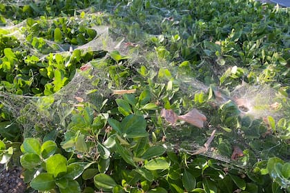 Las telarañas finas son una señal de que la arañuela roja está instalada