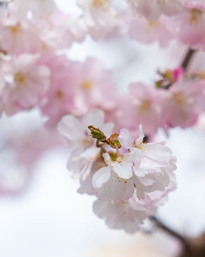 Las temperaturas frescas y la humedad característica de la primavera en Chicago suelen retrasar la apertura de los brotes, al permitir que el proceso sea progresivo y escalonado