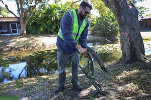 Qué pasa con el clima invernal y hasta cuándo se extenderá la temperatura que congela iguanas
