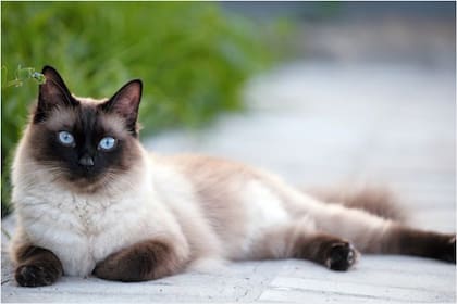 Las temperaturas hacen que el gen himalayo active la melanina del cuerpo