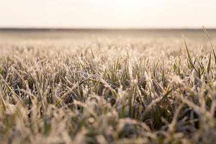 Las temperaturas invernales serían más elevadas, con lo cual habría menos helaas