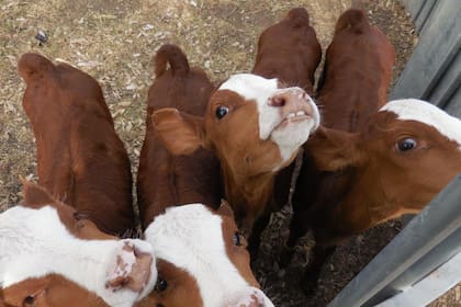 Las terneras cuatrillizas gemelas reciben un cuidado especial