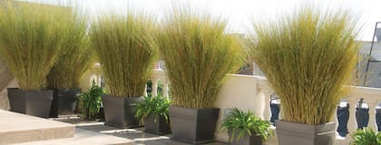 Las terrazas ventosas necesitan plantas flexibles y bien amarradas en pesados maceteros.