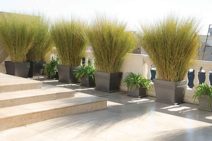 Las terrazas ventosas necesitan plantas flexibles y bien amarradas en pesados maceteros.