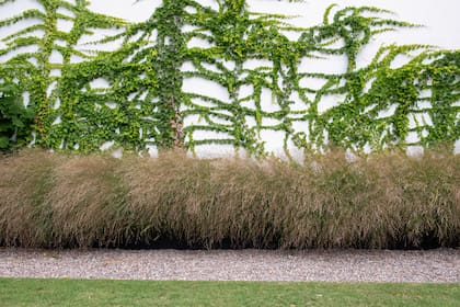 Las texturas del follaje construyen interés visual incluso cuando no hay flores