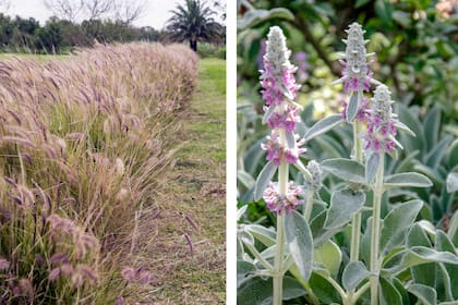 Las texturas vegetales pueden ser tan diversas como una colección de telas