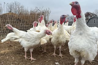 Las tiendas mantienen bajos precios del pavo en un año difícil. Otras comidas festivas podrían subir.