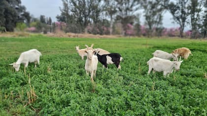 Las tierras se cedieron al IPV salteño para urbanización