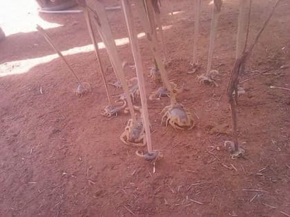Las tormentas en Aswan, Egipto, provocaron una inesperada invasión de escorpiones.