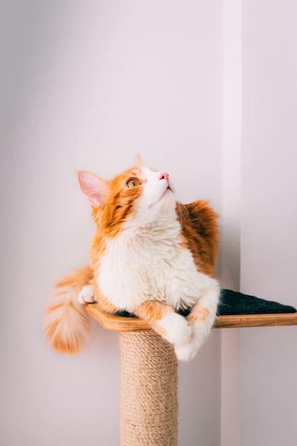 Las torres raspadoras son un elemento ideal para combatir el aburrimiento de tu gato (Fuente: Pexels)