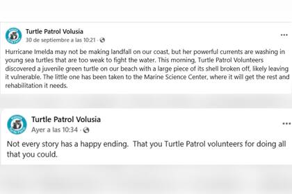 Las tortugas bebé fueron derivadas a un centro especializado para su rehabilitación