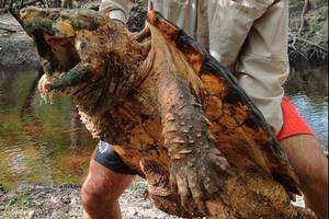 El hallazgo de tortugas mordedoras de caimanes que desconcierta en Florida