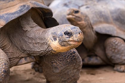 Las tortugas de la especie de la "Reina del Zoológico" tienen un tamaño de hasta seis pies y de cuatro a cinco pies de ancho