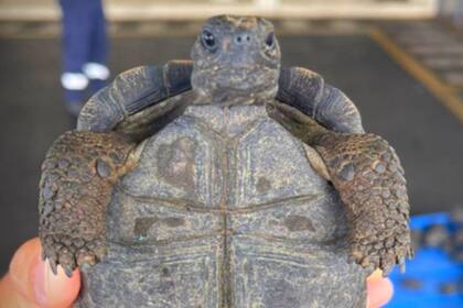 Las tortugas fueron detectasdas grancias a máquinas de rayos X ubicadas en el Aeropuerto Ecológico de Galápagos y tenían como destino la ciudad de Guayaquil