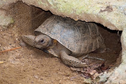 Las tortugas, las más amenazadas por el lagarto overo
