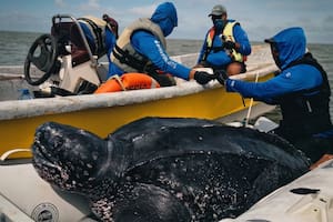 Un experimento en el mar argentino revela el universo desconocido de la tortuga más grande del mundo