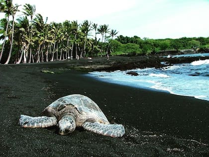 Las tortugas marinas acuden en masa a la playa de arena negra de Punalu'u en busca de la calidez de la arena (Instagram/@t.ravellist)