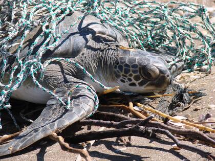 Las tortugas marinas ingestan plástico al confundirlo con su alimento.