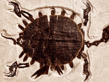 Las tortugas marinas no comparten un único origen evolutivo. Foto:Istock